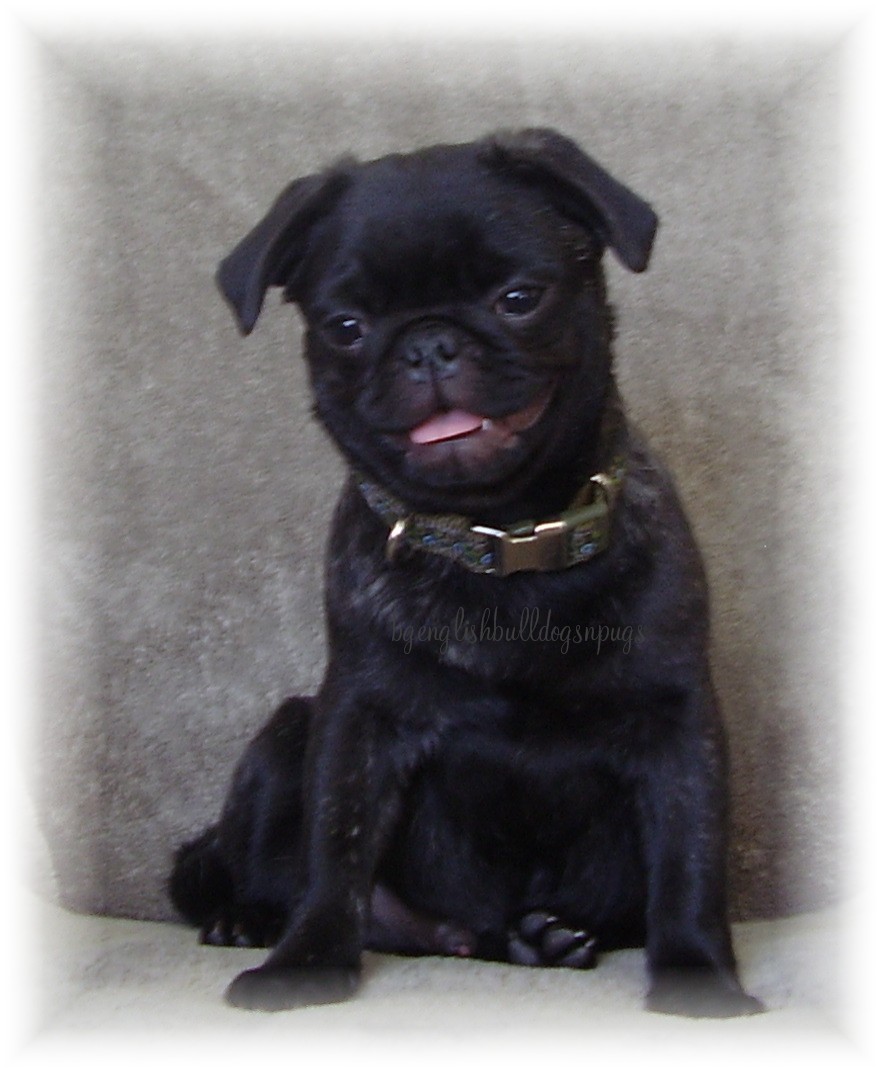 how much does a purebred pug cost buddy how much does a purebred pug cost buddy