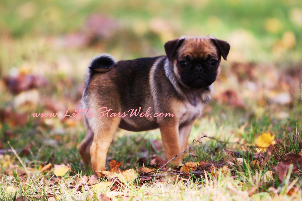 pugs colors pug colors pugs colors pug colors