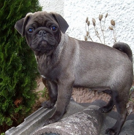 pug colors fawn pug colors pug colors fawn pug colors
